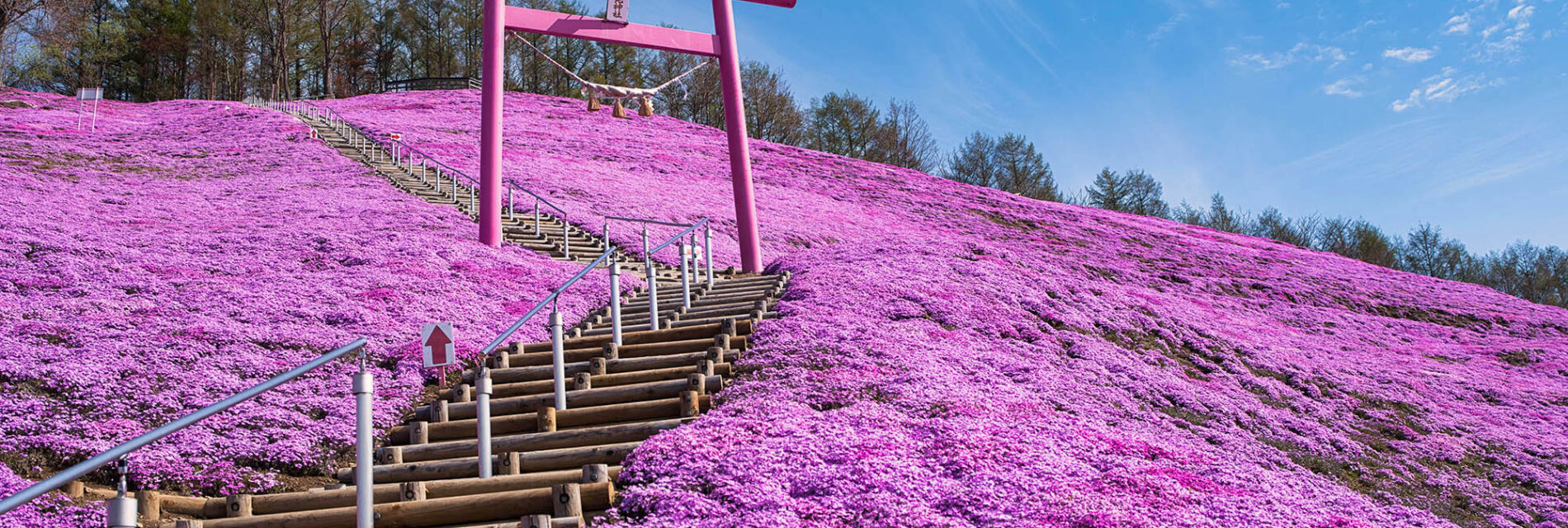 【北海道大空町】芝桜が見頃を迎えています！